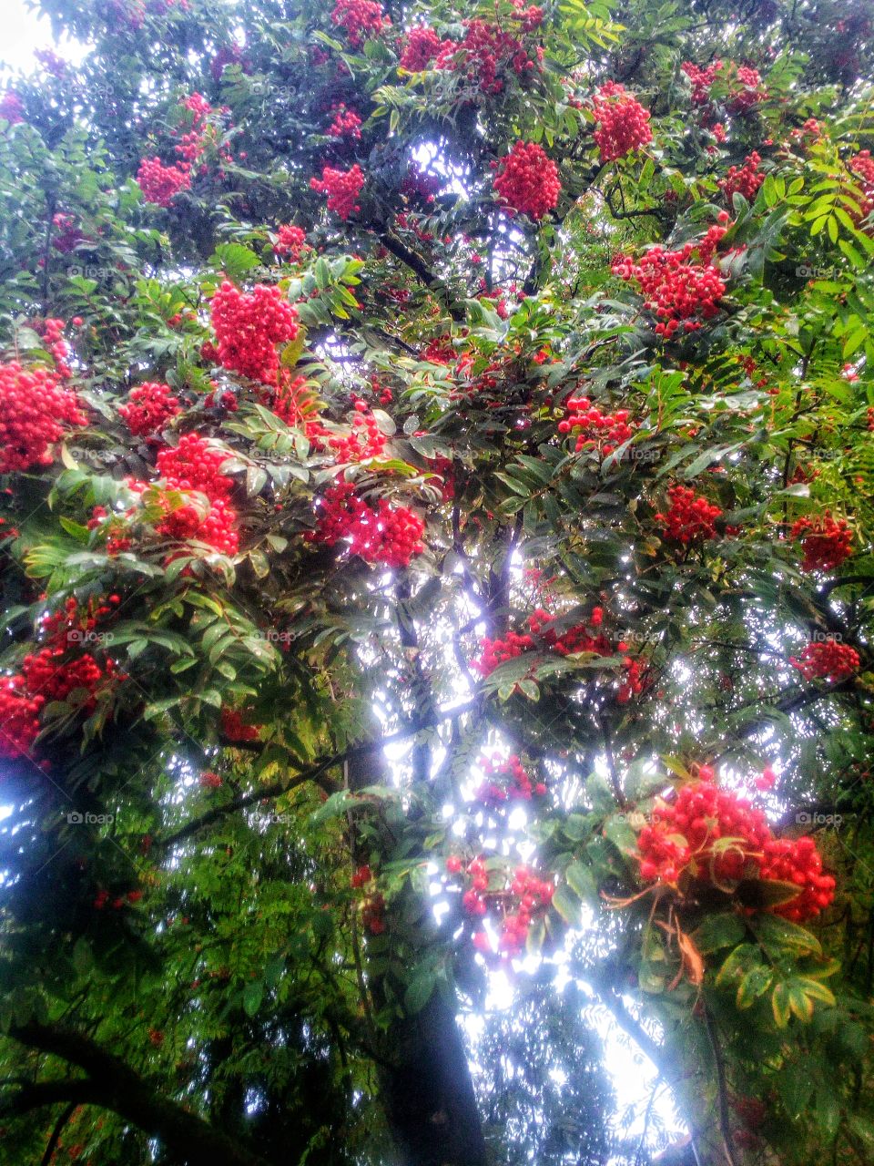 Mountain Ash