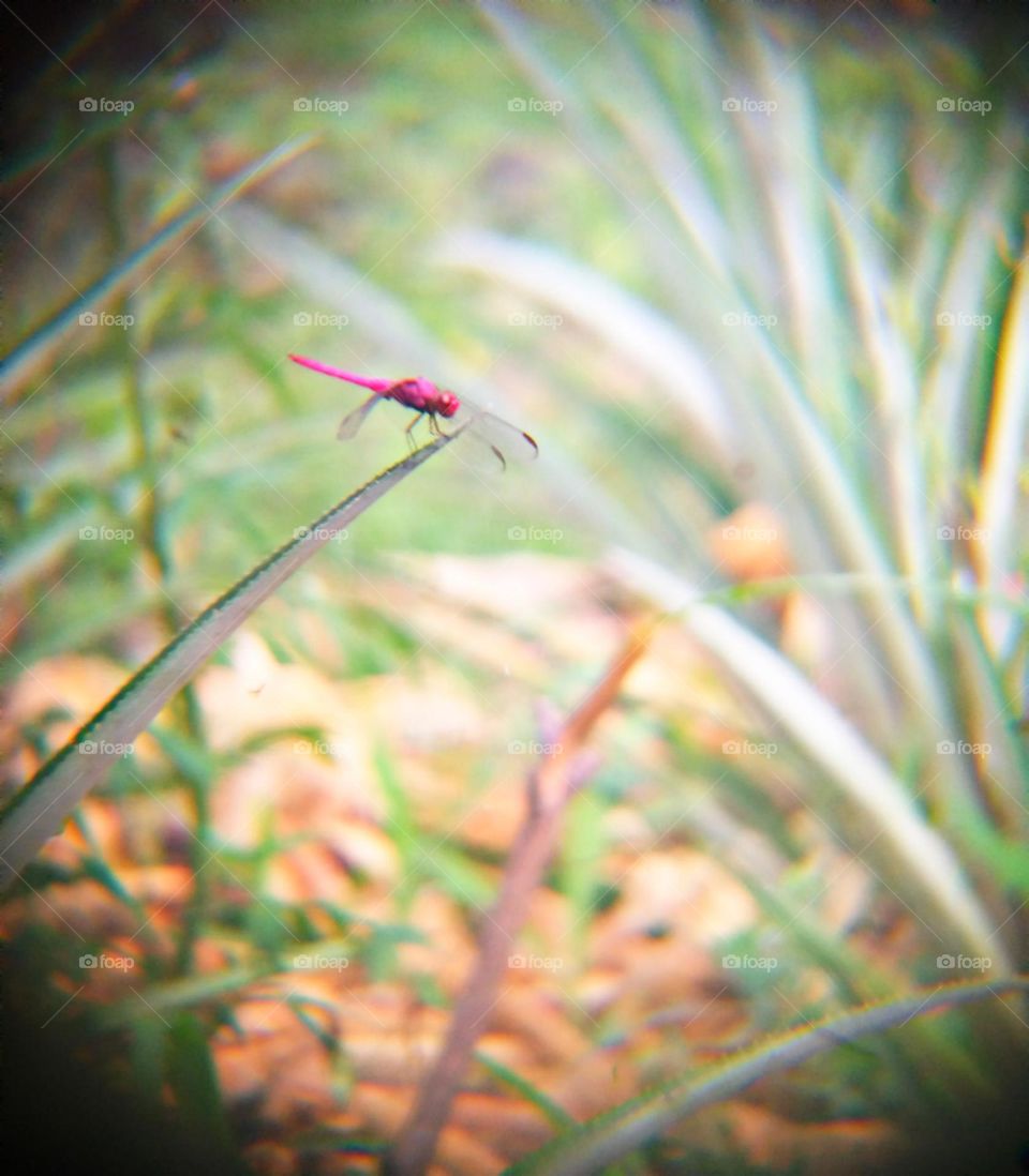O encanto da cor intensa da libélula.