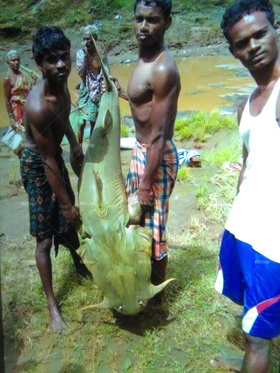 This is a very beautiful fish cat-fish large from Chhattishgarh India.