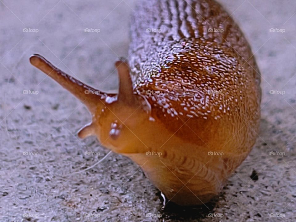 Slug saying "Cheese" .