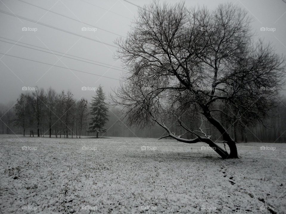 Tree, Winter, Landscape, Snow, Fog