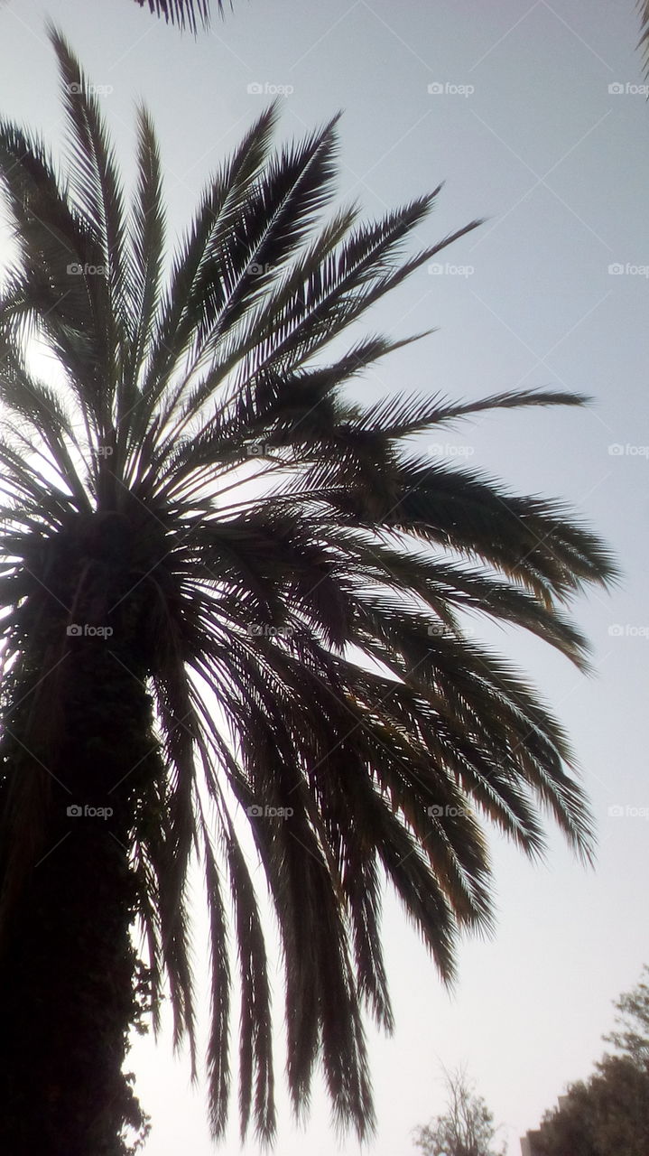 Vibrant Palm up to sky in tropical sunny
day#perspective#nature#exotic#sun