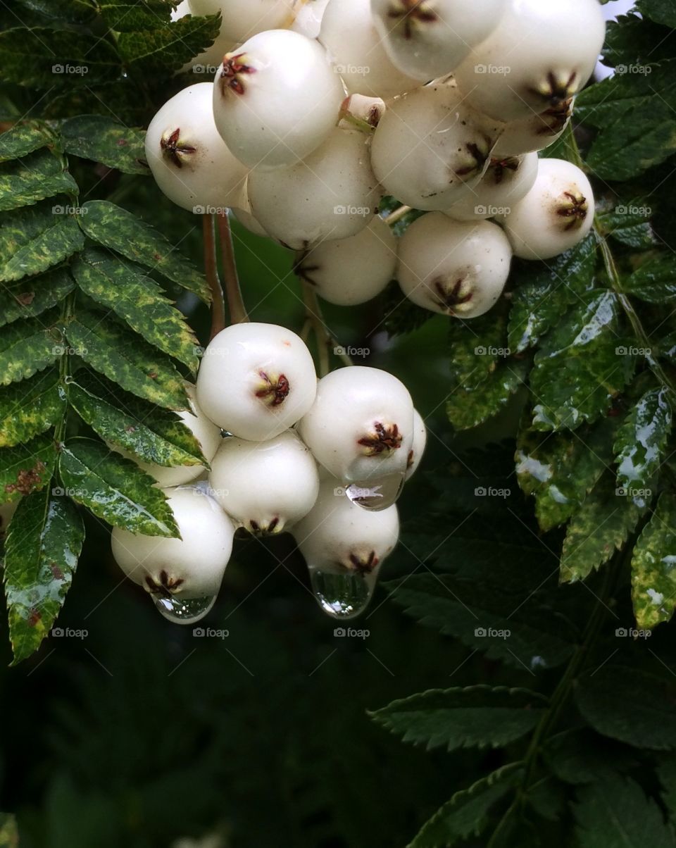 Berries with raindrops