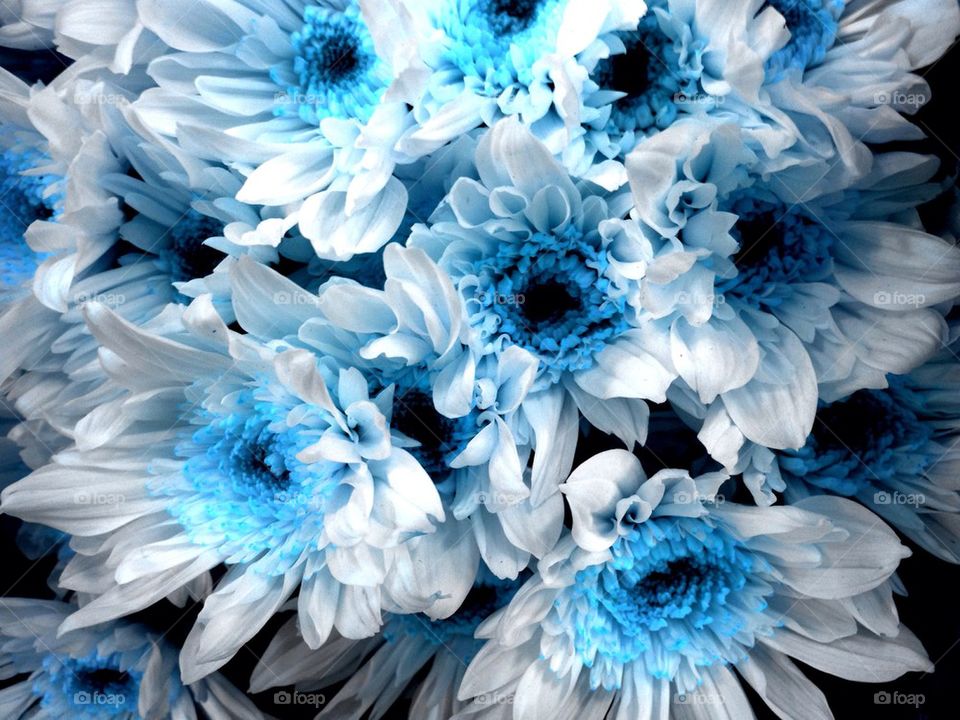 Blue bouquet