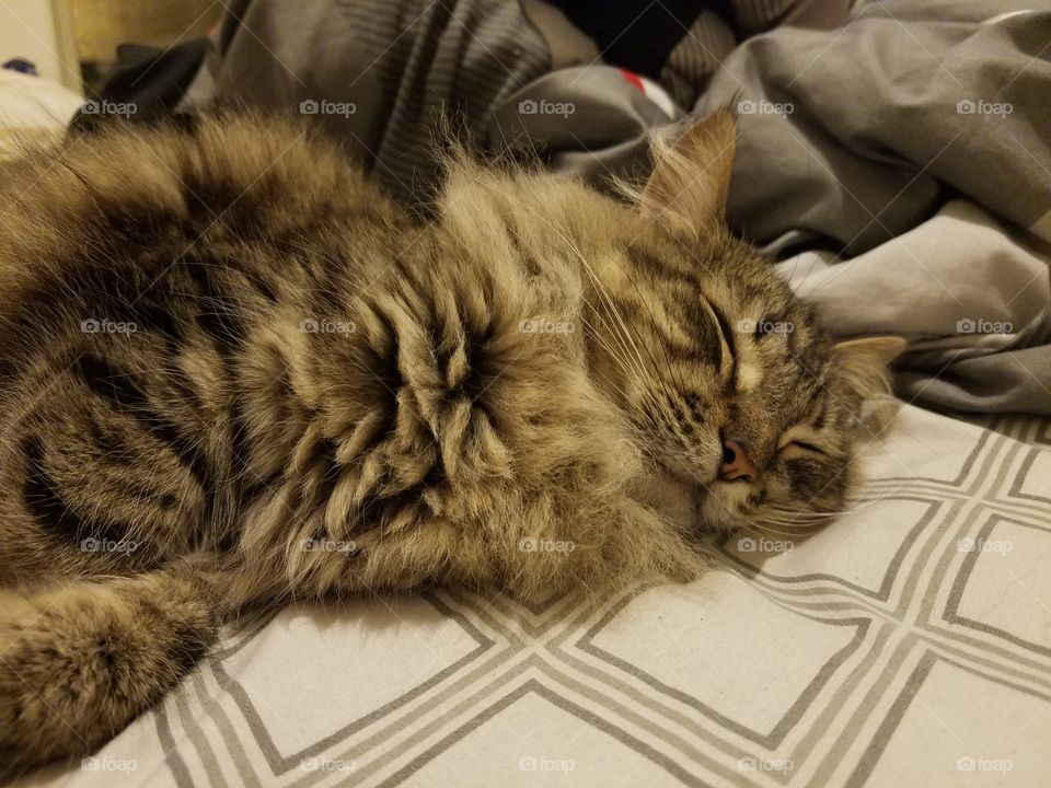 sleeping cat, long haired domestic tabby
