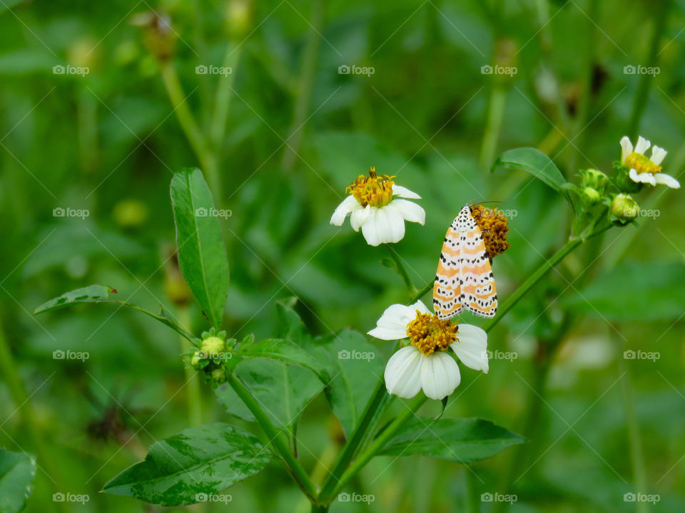 Moth on white flower