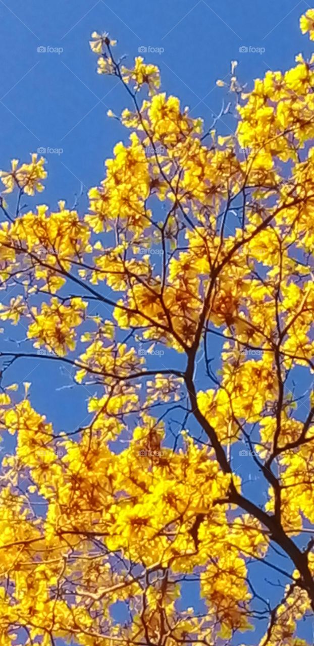 Beautiful flowering tree in bloom with bright yellow flowers.