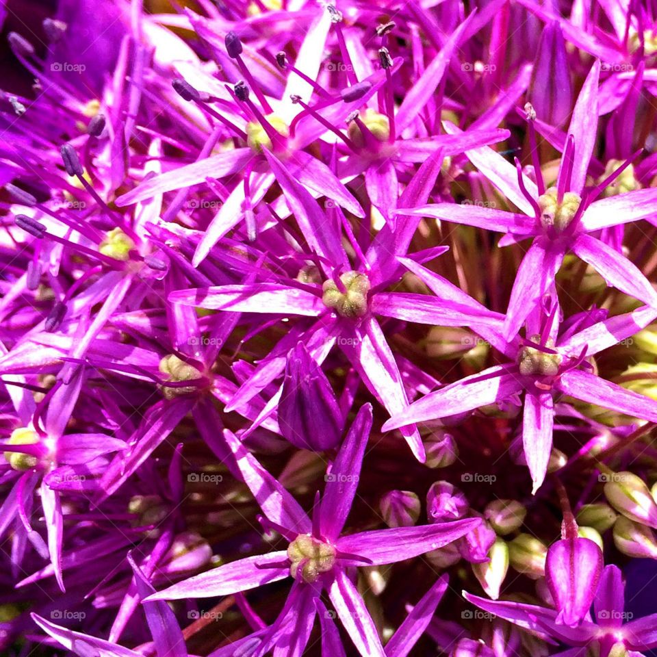 Purples Pricklies
