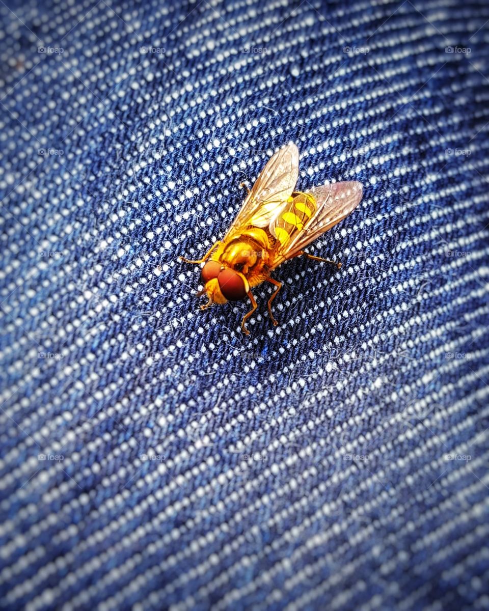 Insect on Levi’s 