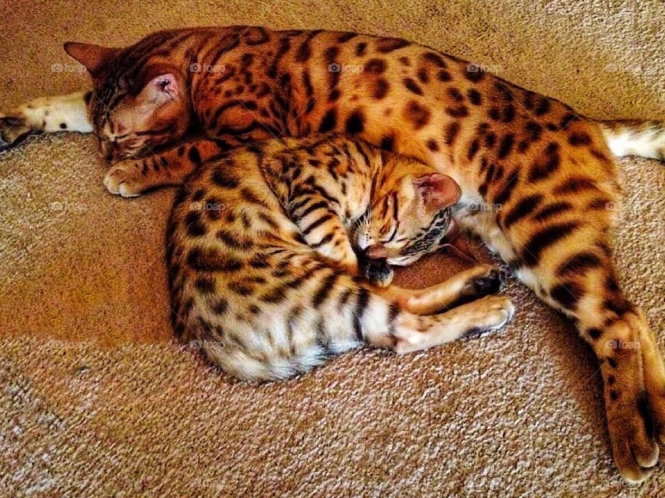 Bengals 