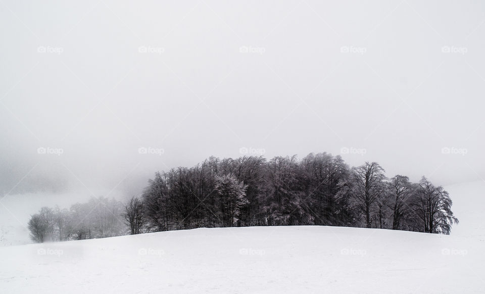 Panoramic view of a forest in winter