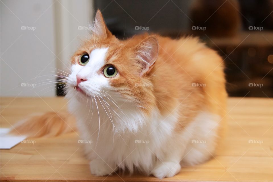 Norwegian forest cat 