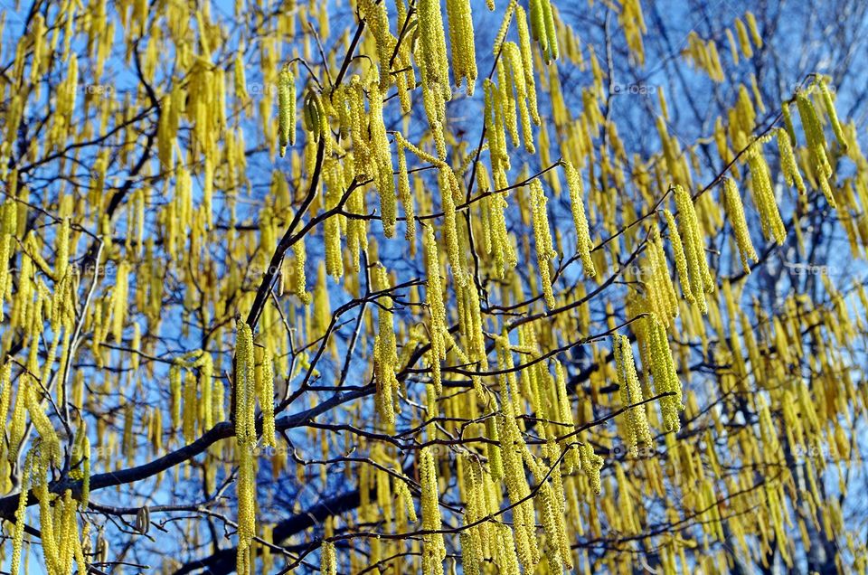 Growing yellow flower on tree