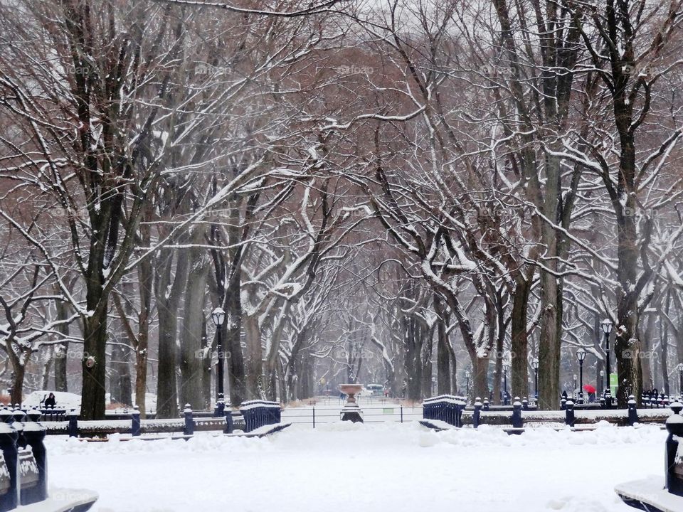 Snow trees 