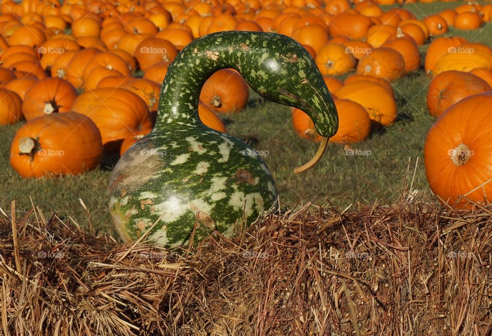 Gourd lords over pumpkins. Photo taken at Pumpkin Patch in Owasso OK