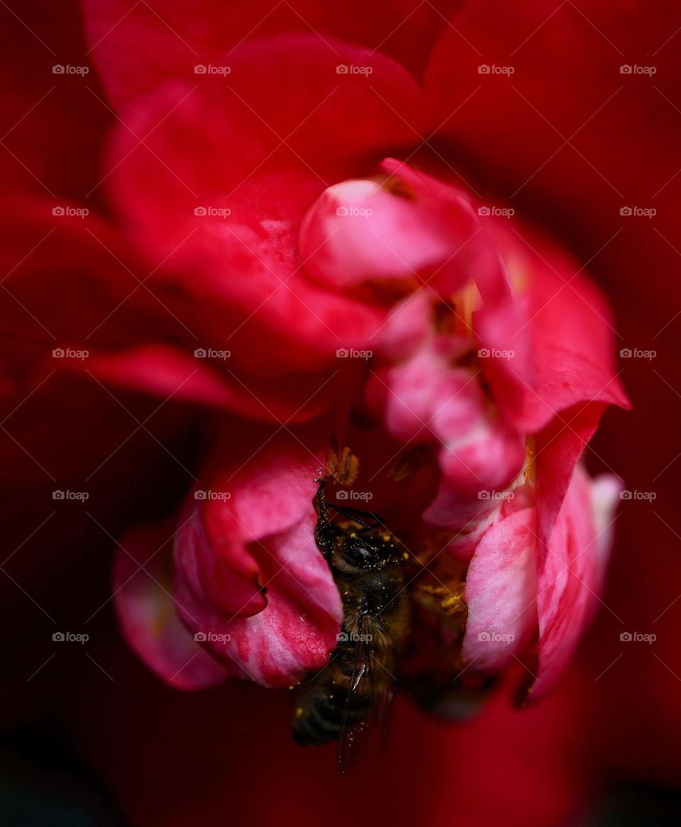 The Western Honeybee is very busy for the season collecting pollens from one Camellia to another. 