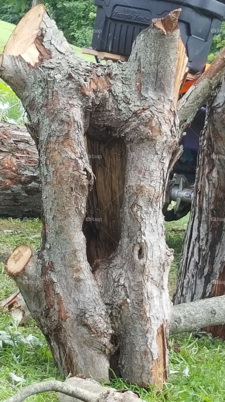 Hollowed trunk