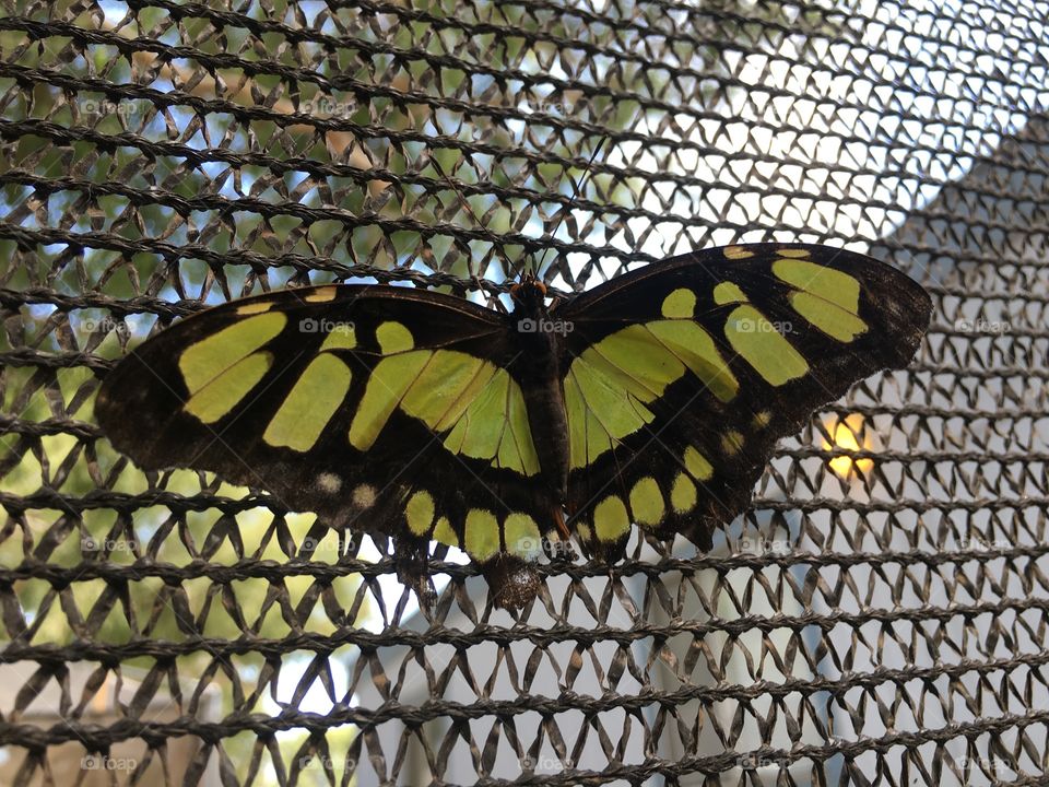 Yellow and black butterfly