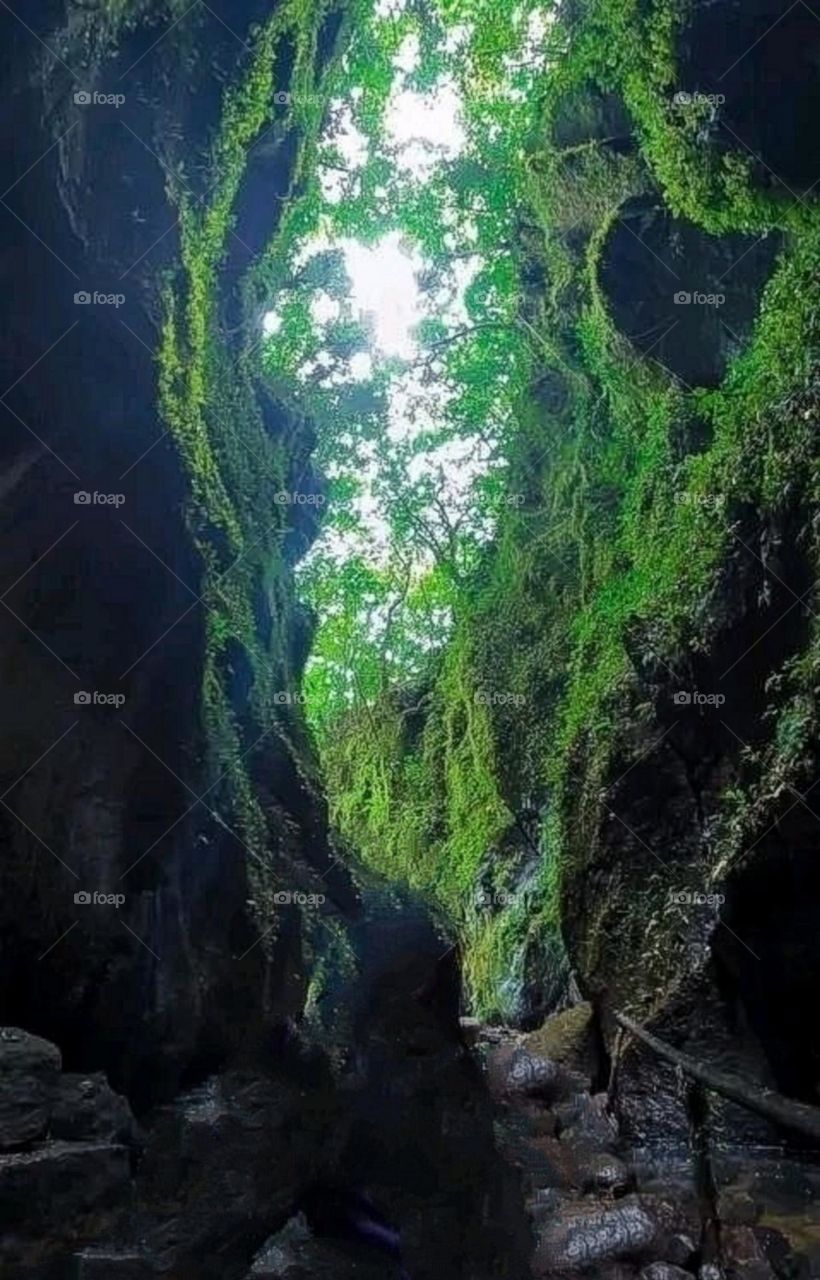 A most beautiful and attractive view in the forest.