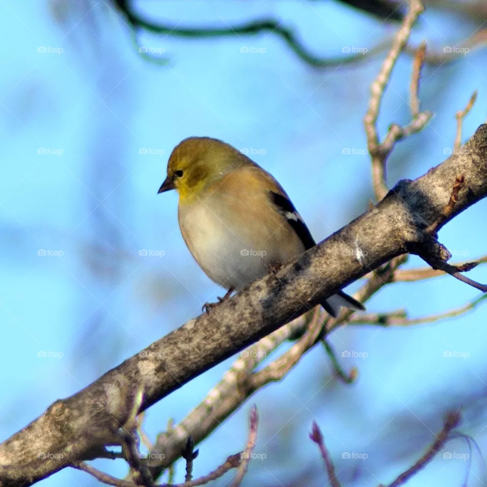birdie!