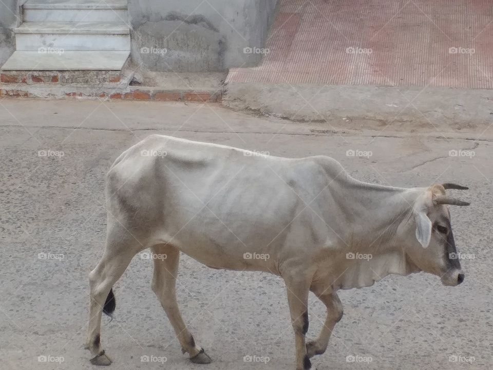 Indian cow in village