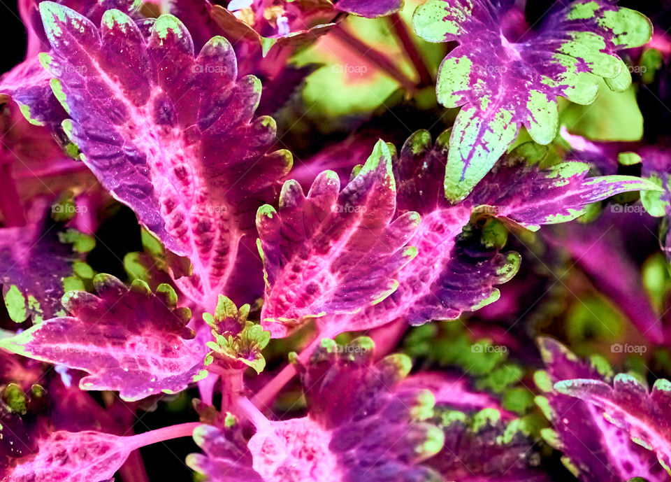 Floral photography - Purple foilages - Coleus - Petals Pattern