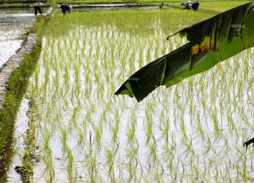 Banana leaves in the fields