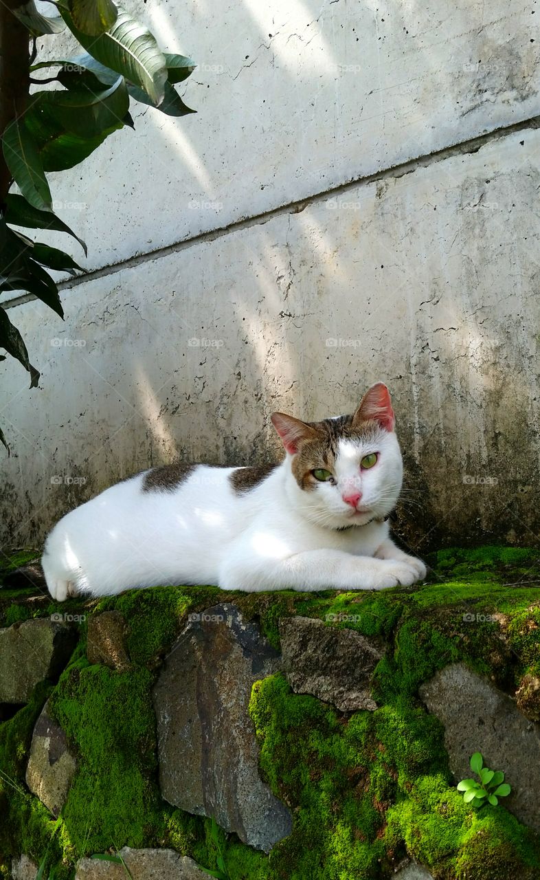 A male cat relaxing at concrete fence with green moss.
