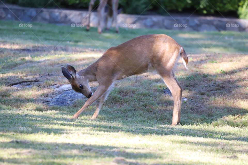 fawn doing stretches in the backyard 