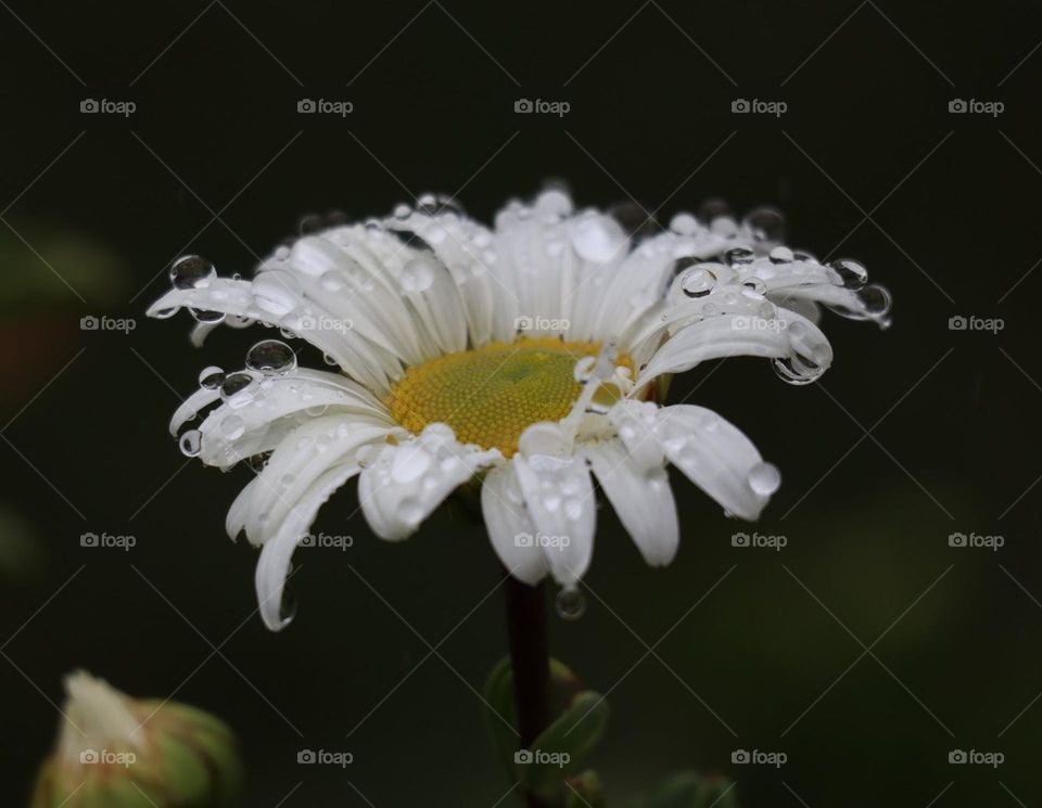 Raindrops on white daisy