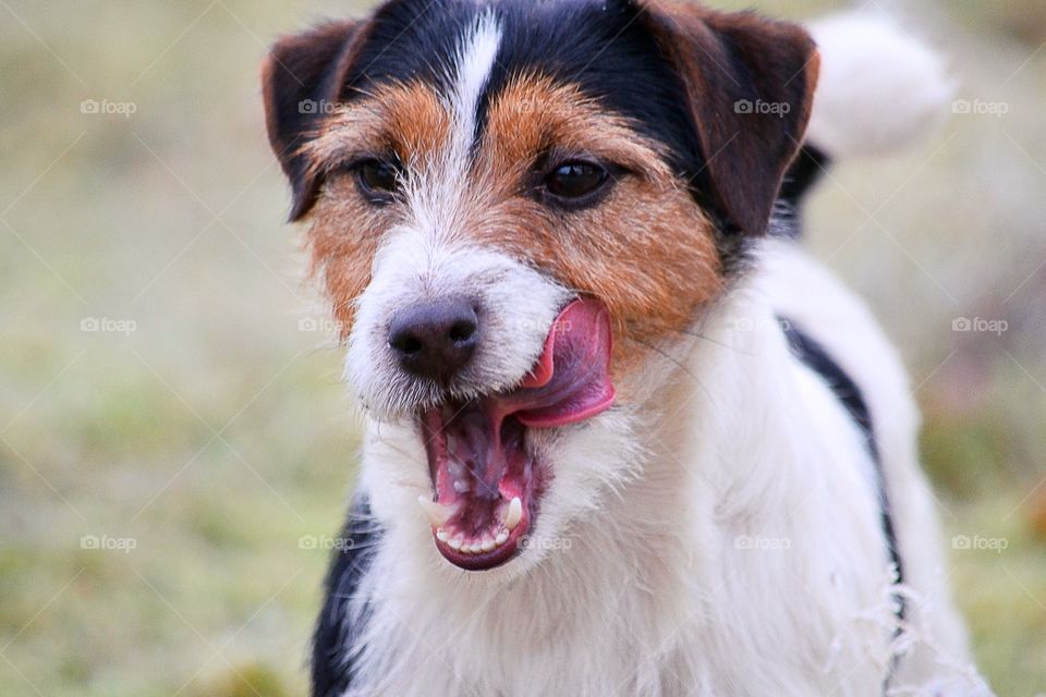 Dog licking the mouth