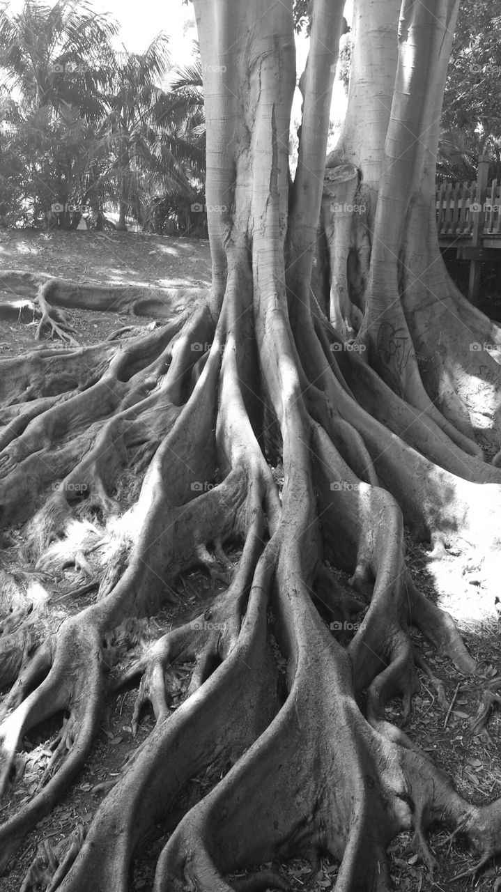 Banyan Tree