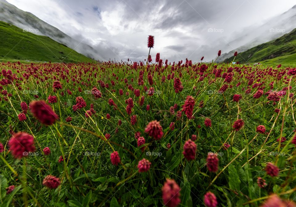Mandani Valley trek is one of the tough and less explored trek in Garhwal Region of Uttarakhand. The valley connects Madhmaheswar trail to Kedarnath at Chorabari Glacier, the origin of river Mandakini.heavenly place with beautiful views of flowers