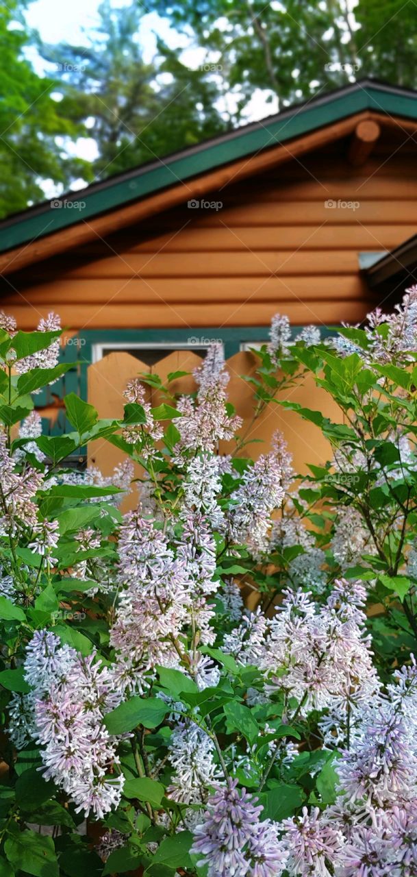 Lilacs in Front of the House!