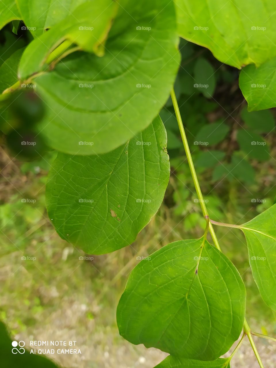 leaves