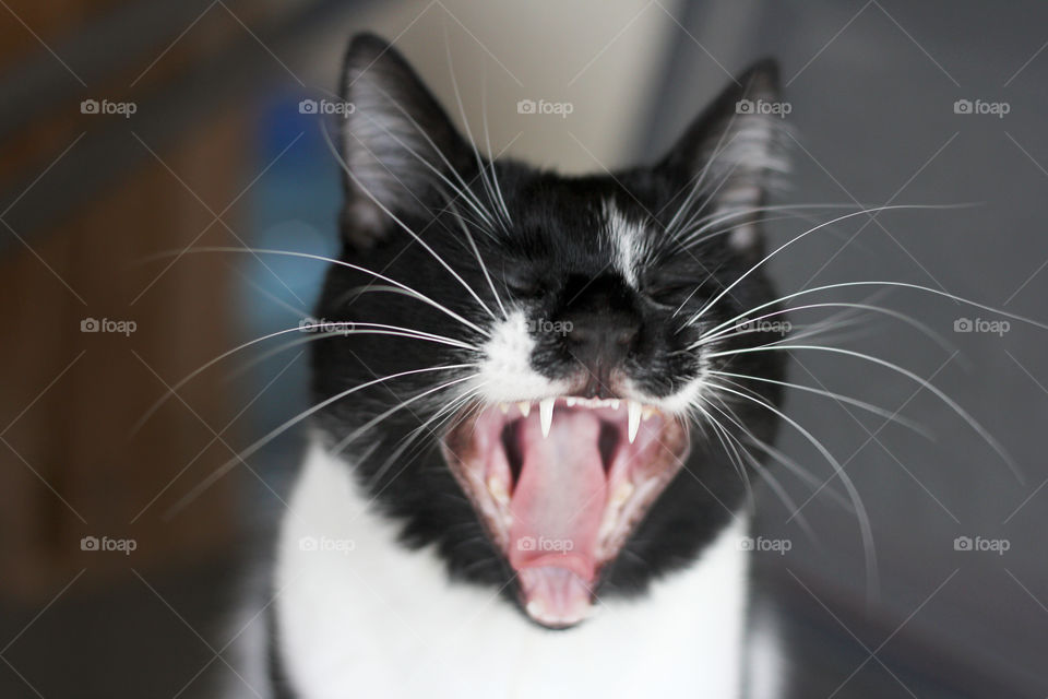 Smiling cat, cat's mouth open