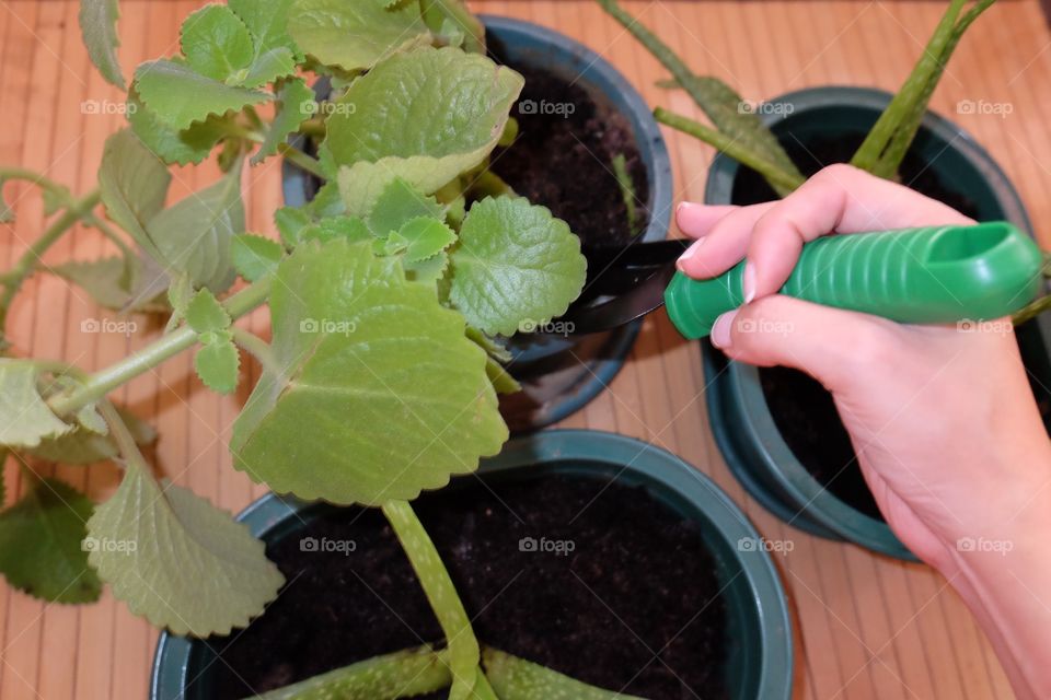 Person caring the plants