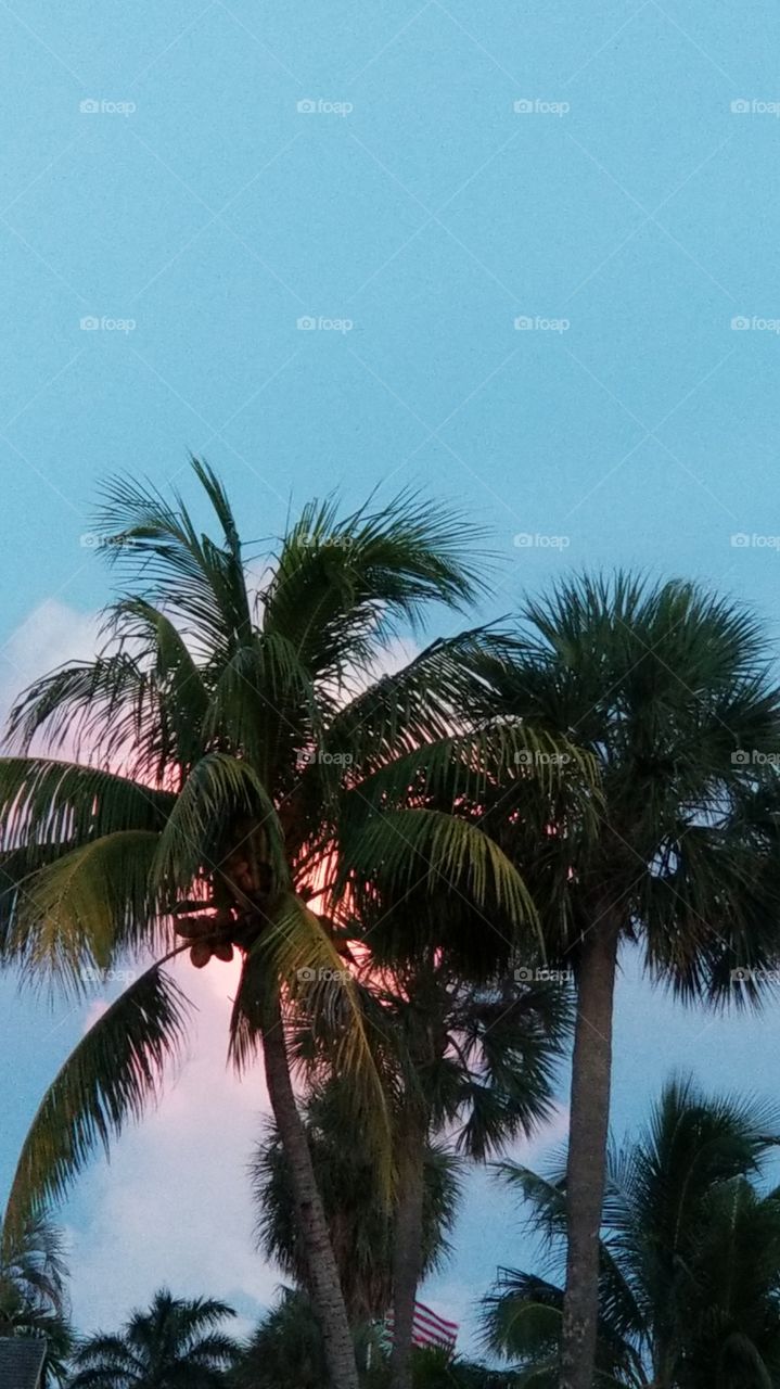 palm trees sunset