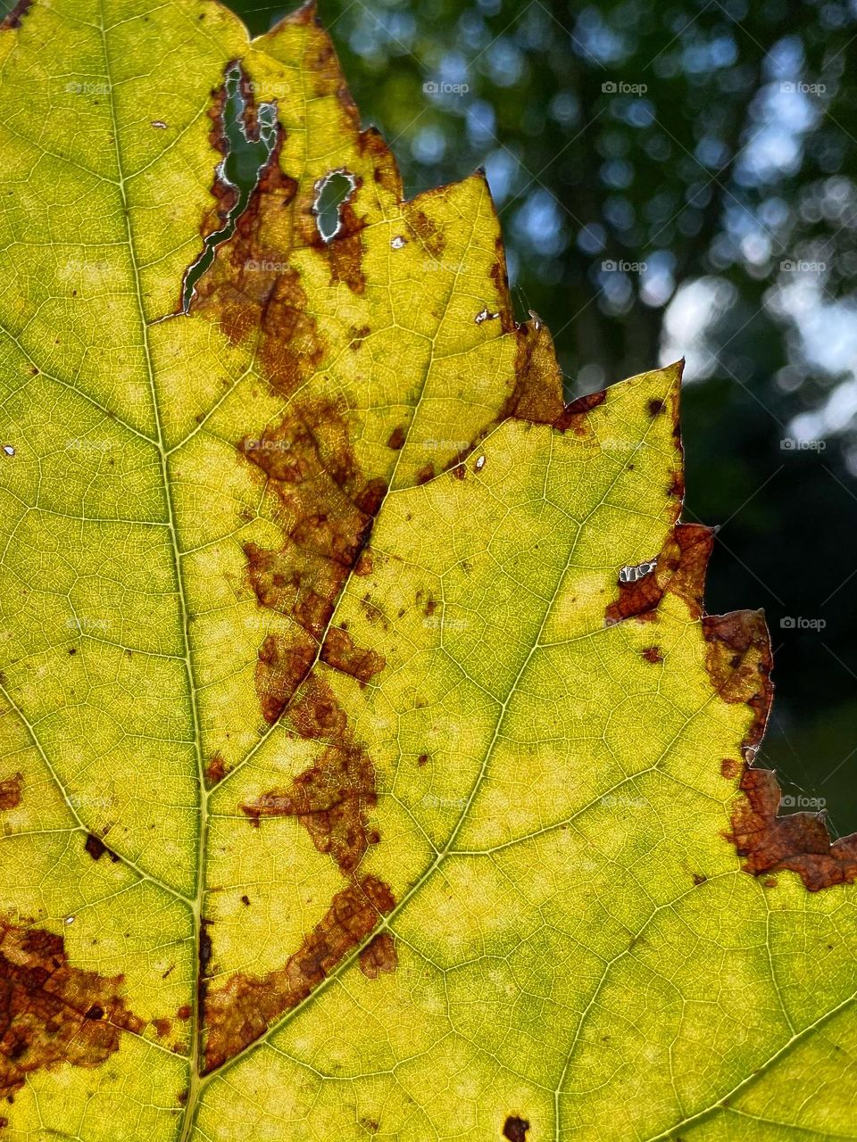 Leaf