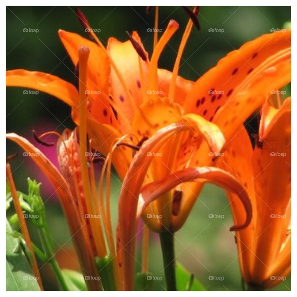 Lilies in the Sun