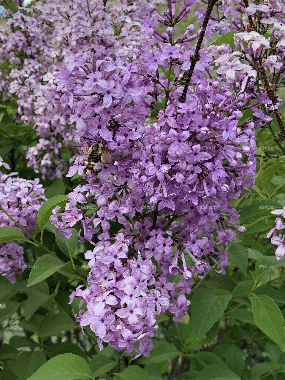 Lilac in Bloom