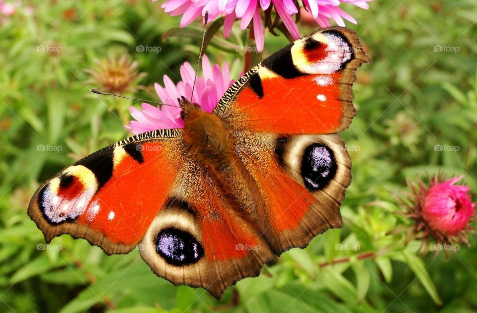 Beautiful and colourful butterfly