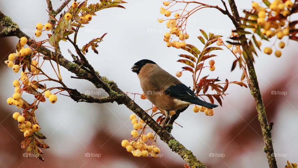bullfinch