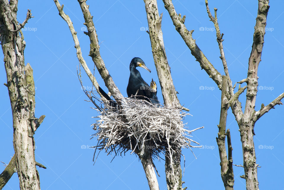 Two young cormorants are sitting in a nest in a cormorant colony