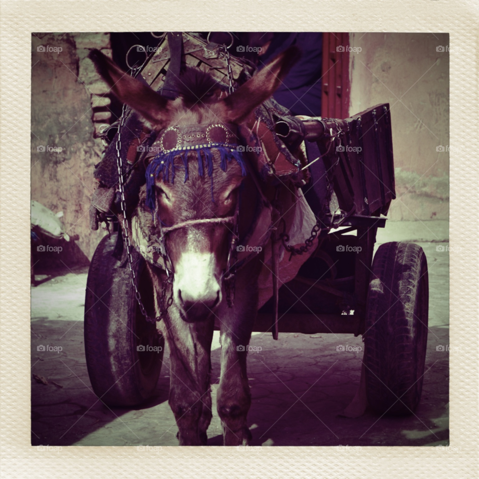 marrakesh transport donkey mule by ibphotography