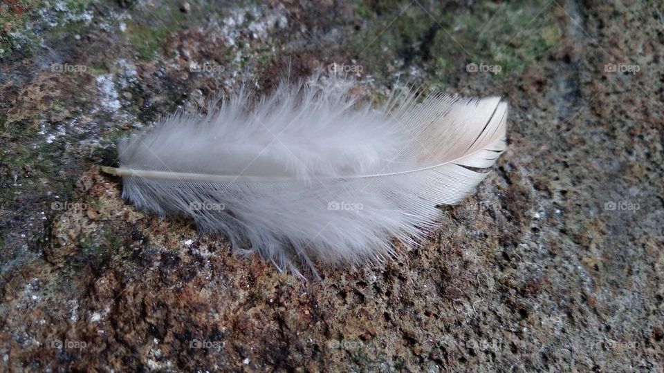 Fine chicken feathers on the ground