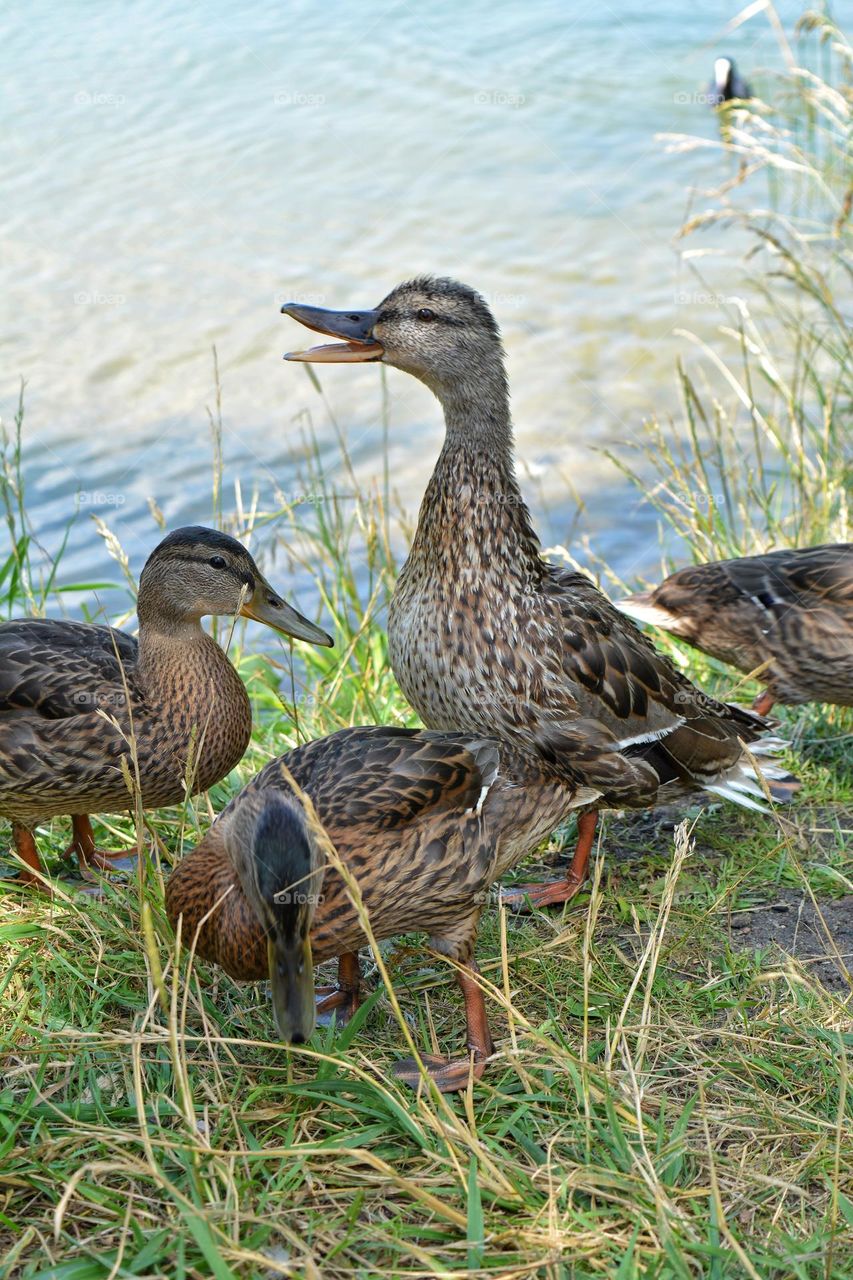 urban birds ducks family on a city lake shore