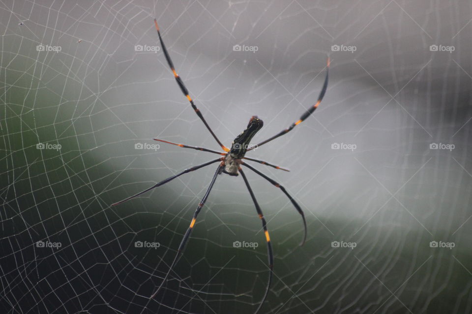 spider