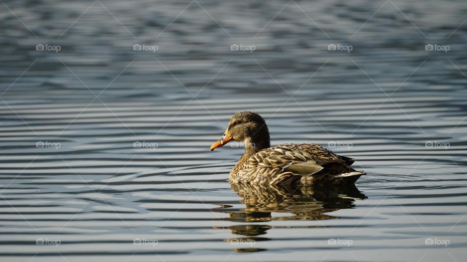 Mallard duck