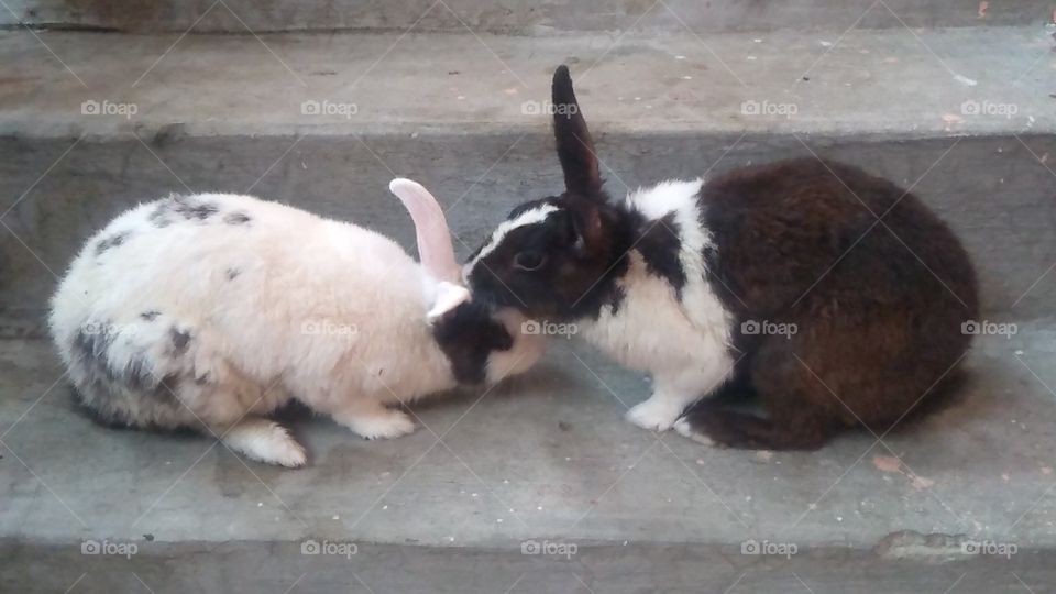 White and Black Rabbit UP India